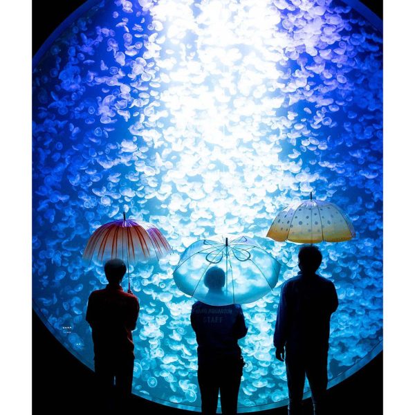 水母之舞雨傘