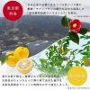 日本高知県產 DAILY AROMA Japan 柚子精油芳香護甲油